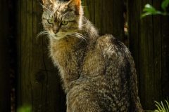 fotograf_karl-cat-8040862-scaled