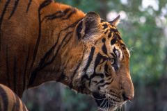 sasint-tiger-1822535-scaled